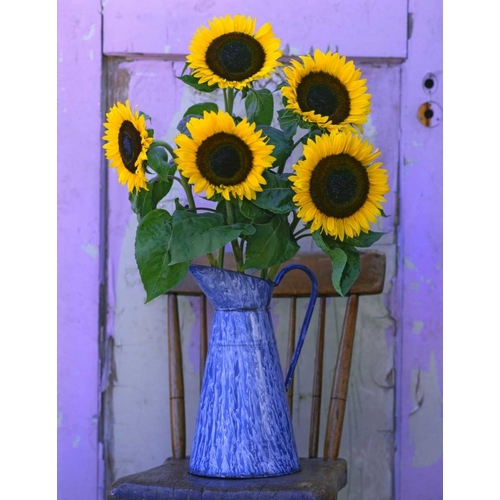 OR, Willamette Valley Fresh cut sunflowers